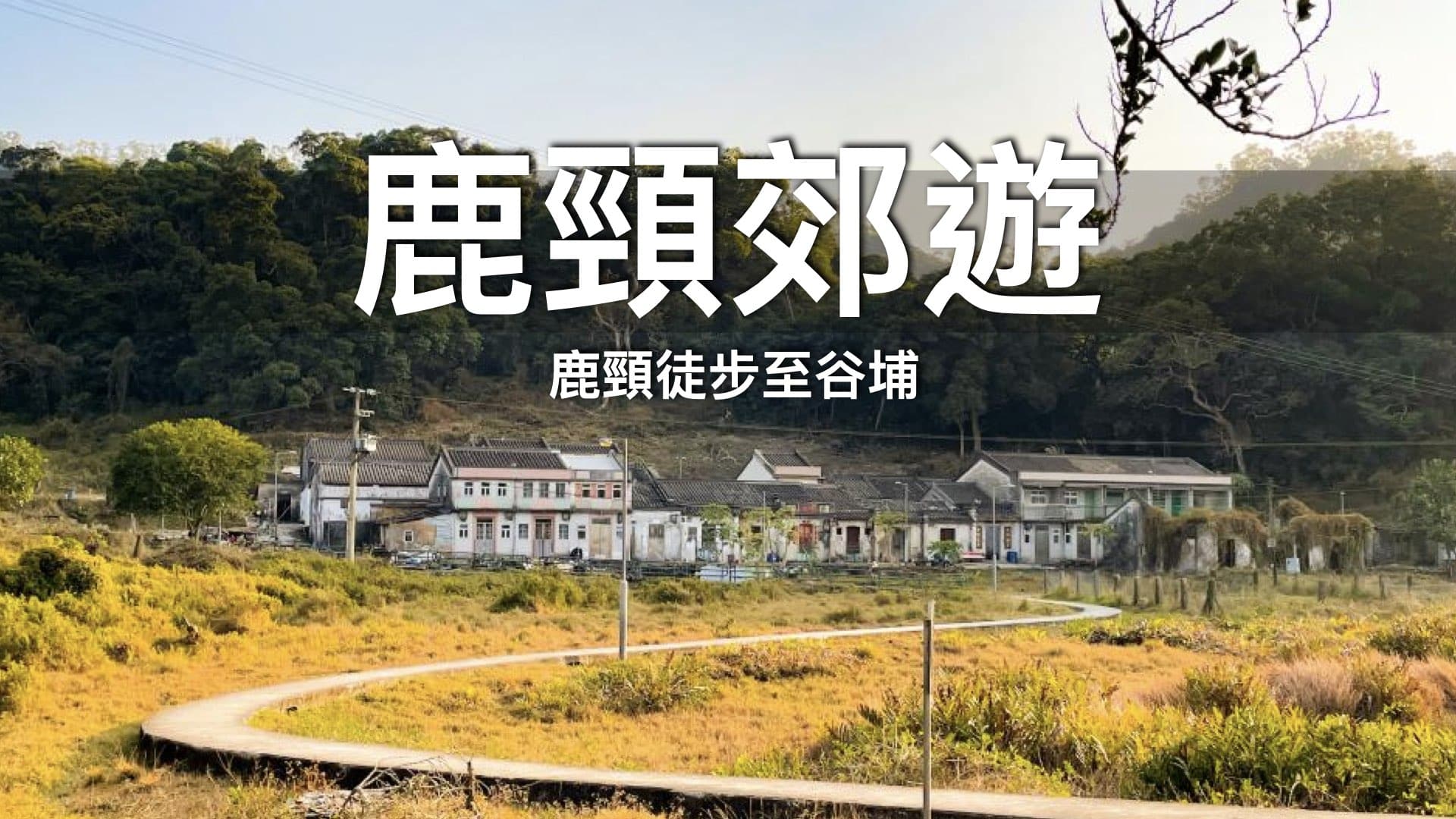 鹿頸 谷埔蘆葦田