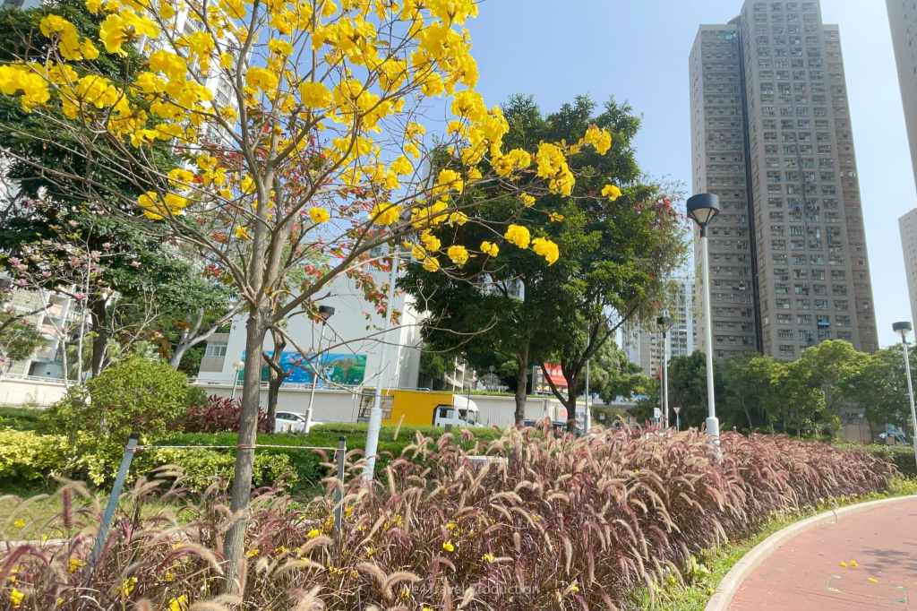 【香港花季】大埔賞花散步~半日遊路線|櫻花、黃花風鈴木、木棉花