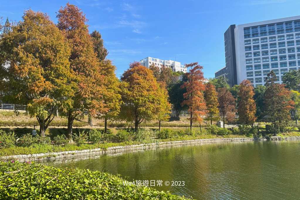 香港落羽松(中文大學)