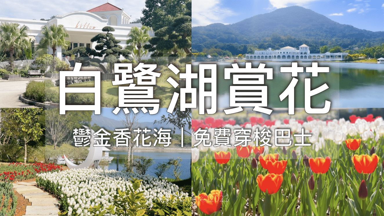 【香港花季】大埔 – 白鷺湖鬱金香花海、純白餐廳Billow｜ Lake House（附穿梭巴士上車位置）