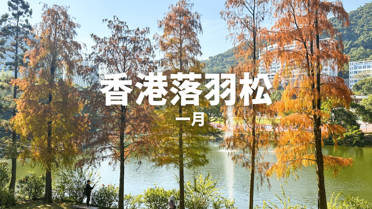 香港落羽松