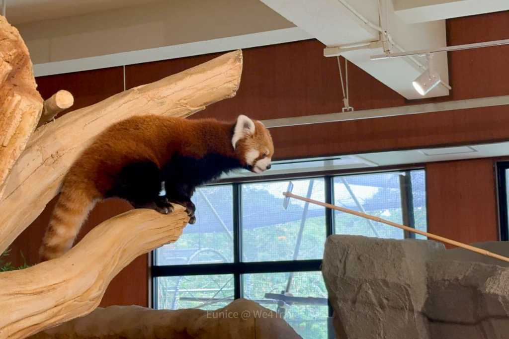 名護動植物園 Neo Park|小紅貓