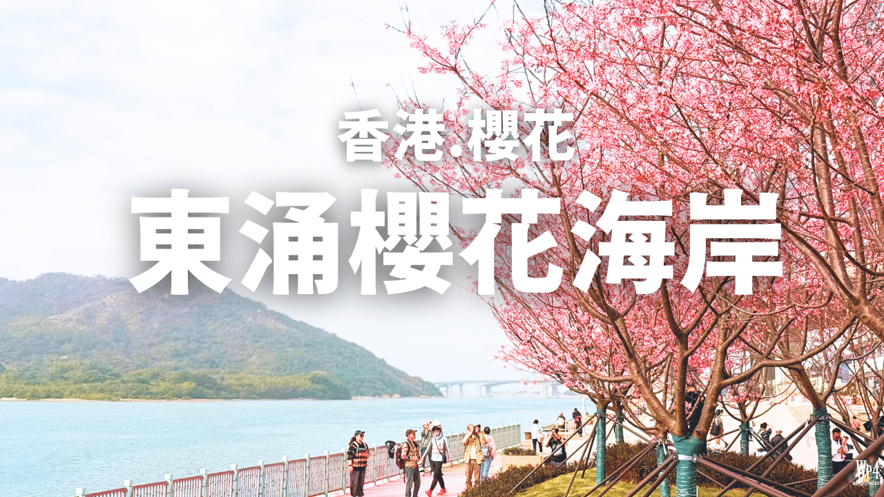 【香港花季】東涌櫻花園🌸櫻花海岸｜日落賞櫻～附前往路線