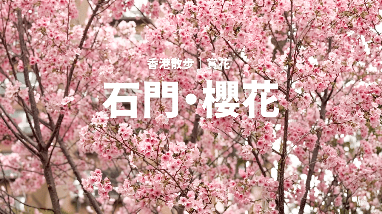 【香港花季】沙田安景街櫻花小徑 2026｜2月櫻花季～